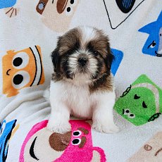 ชิสุผสมปอม3500.-ส่งฟรีกทม.มีปลายทาง line:: happyshihtzu4289