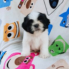 ชิสุผสมปอม3500.-ส่งฟรีกทม.มีปลายทาง line:: happyshihtzu4289