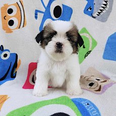 ชิสุผสมปอม3500.-ส่งฟรีกทม.มีปลายทาง line:: happyshihtzu4289