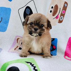ชิสุผสมปอม3500.-ส่งฟรีกทม.มีปลายทาง line:: happyshihtzu4289
