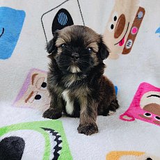 ชิสุผสมปอม3500.-ส่งฟรีกทม.มีปลายทาง line:: happyshihtzu4289