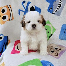 ชิสุผสมปอม3500.-ส่งฟรีกทม.มีปลายทาง line:: happyshihtzu4289