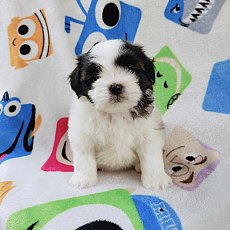 ชิสุผสมปอม3500.-ส่งฟรีกทม.มีปลายทาง line:: happyshihtzu4289