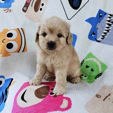 ชิสุผสมพุดเดิ้ล3500.-ส่งฟรีกทม.มีปลายทาง line:: happyshihtzu4289
