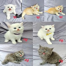 แมวเปอร์เซีย