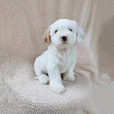 ชิสุผสมพุดเดิ้ล3500.-ส่งฟรีกทม.มีปลายทาง line:: happyshihtzu4289