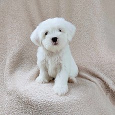 ชิสุผสมพุดเดิ้ล3500.-ส่งฟรีกทม.มีปลายทาง line:: happyshihtzu4289