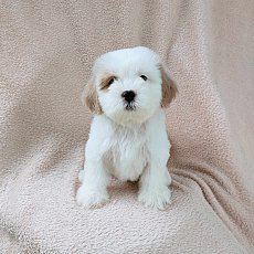 ชิสุผสมพุดเดิ้ล3500.-ส่งฟรีกทม.มีปลายทาง line:: happyshihtzu4289