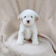 ชิสุผสมพุดเดิ้ล3500.-ส่งฟรีกทม.มีปลายทาง line:: happyshihtzu4289