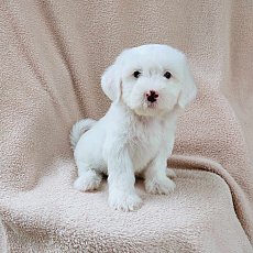 ชิสุผสมพุดเดิ้ล3500.-ส่งฟรีกทม.มีปลายทาง line:: happyshihtzu4289