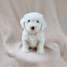 ชิสุผสมพุดเดิ้ล3500.-ส่งฟรีกทม.มีปลายทาง line:: happyshihtzu4289