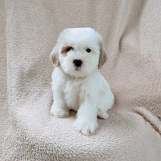 ชิสุผสมพุดเดิ้ล3500.-ส่งฟรีกทม.มีปลายทาง line:: happyshihtzu4289