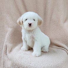 ชิสุผสมพุดเดิ้ล3500.-ส่งฟรีกทม.มีปลายทาง line:: happyshihtzu4289