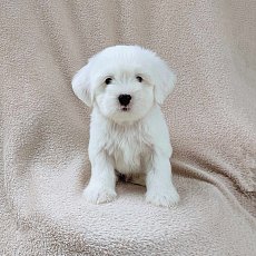 ชิสุผสมพุดเดิ้ล3500.-ส่งฟรีกทม.มีปลายทาง line:: happyshihtzu4289