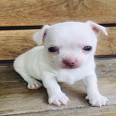 ชิวาาแท้ ขนสั้น สีขาว