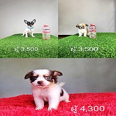 ชิวาวา พร้อมย้ายบ้าน