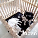บริการรับฝากสุนัขไซบีเรียน