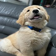 ขายลูกสุนัขโกลเด้นท์ พ่อ Th.Champ