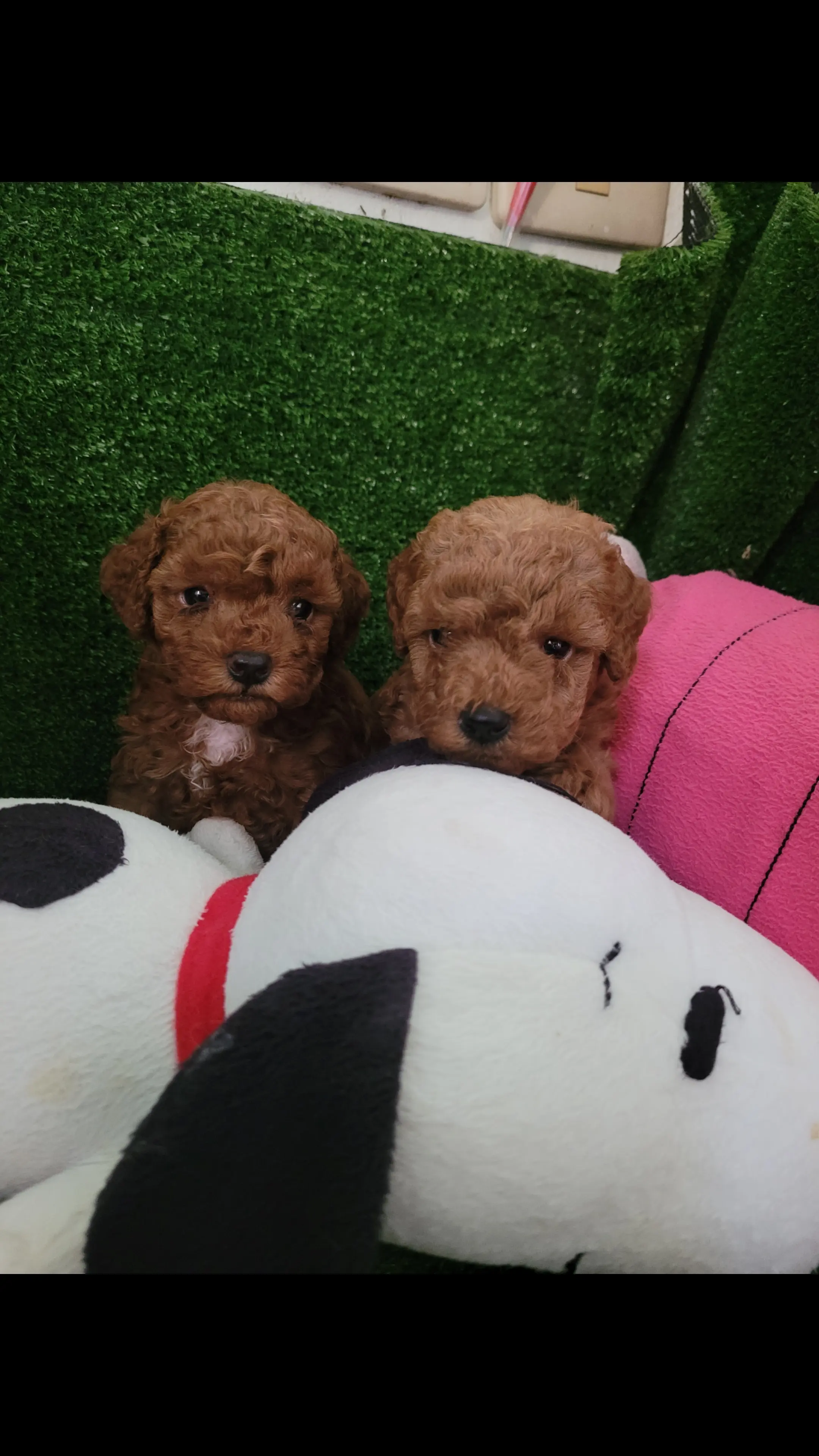 พุดเดิ้ลทอย เกรดพรีเมียม  poodletoy