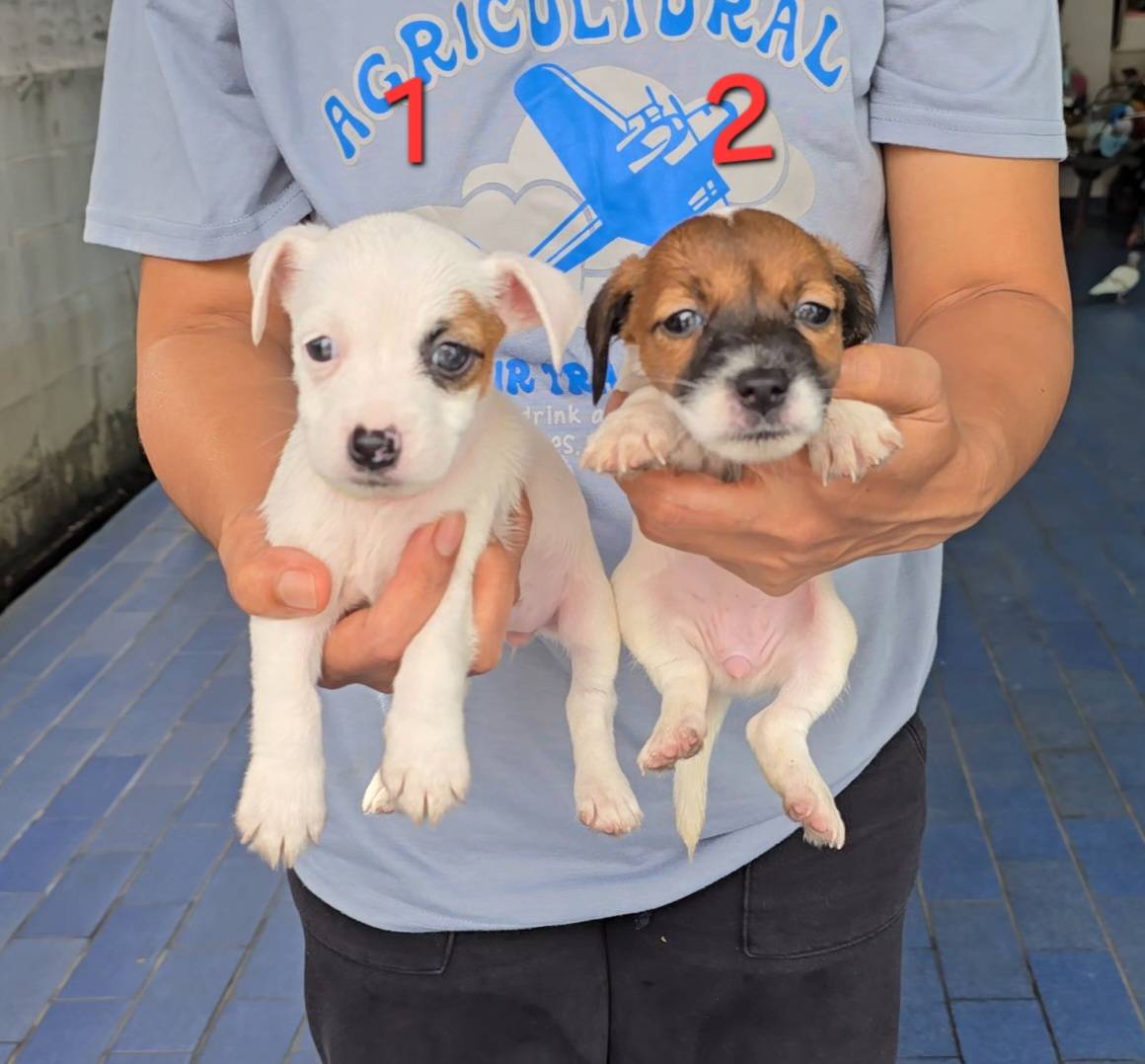 ลูกสุนัขแจ็ค รัสเซลล์ สายพันธุ์แท้ ร่าเริง ฉลาด เลี้ยงง่าย จาก kankarnclub มีจัด...