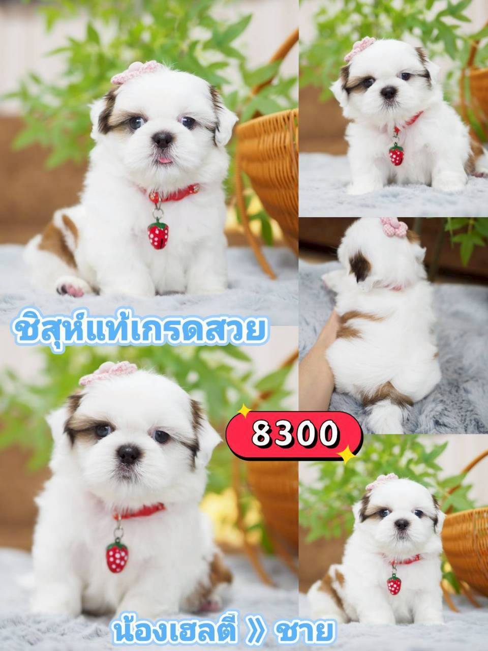 กิ๊ฟซ่าชิสุ ลดได้ จร้า