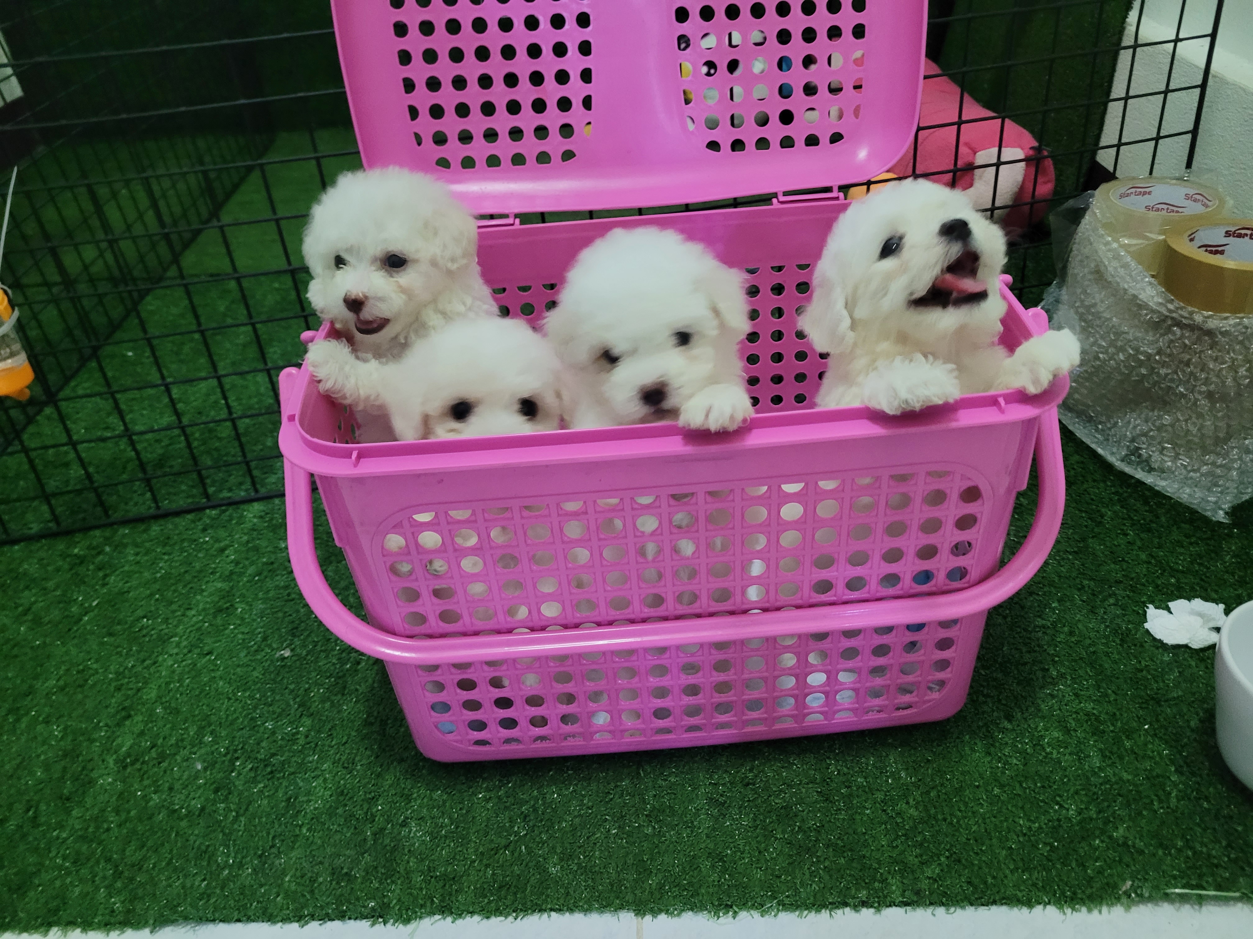 Poodle toy พุดเดิ้ลทอย ไทนี่ ทีคัพ  ขาวสำลีเกรดพรีเมียม