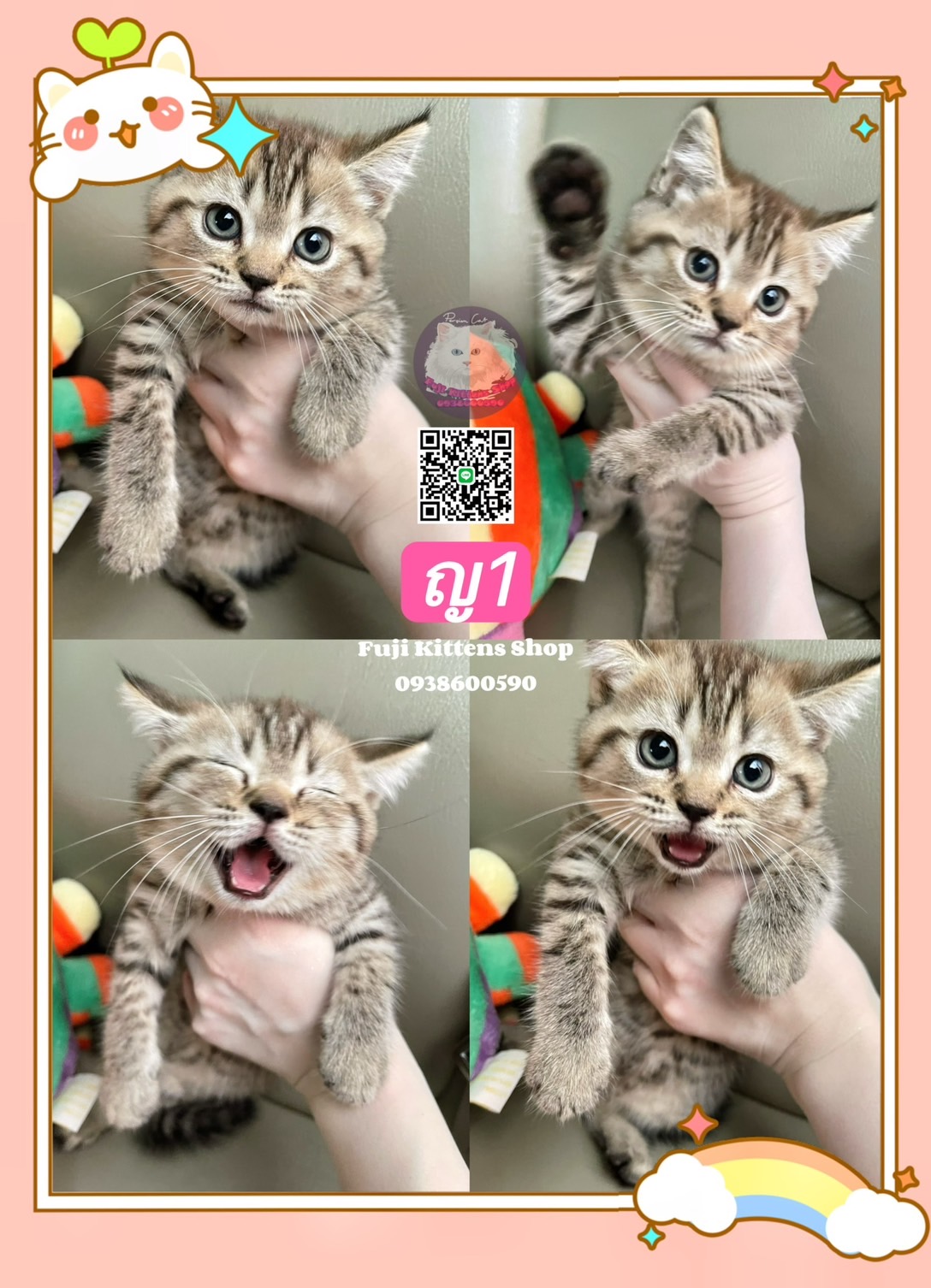 ลูกแมวสก็อตติชโฟลด์