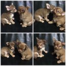 ชิวาวา หนุ่มน้อย ขนยาว มาแล้วจ้าา