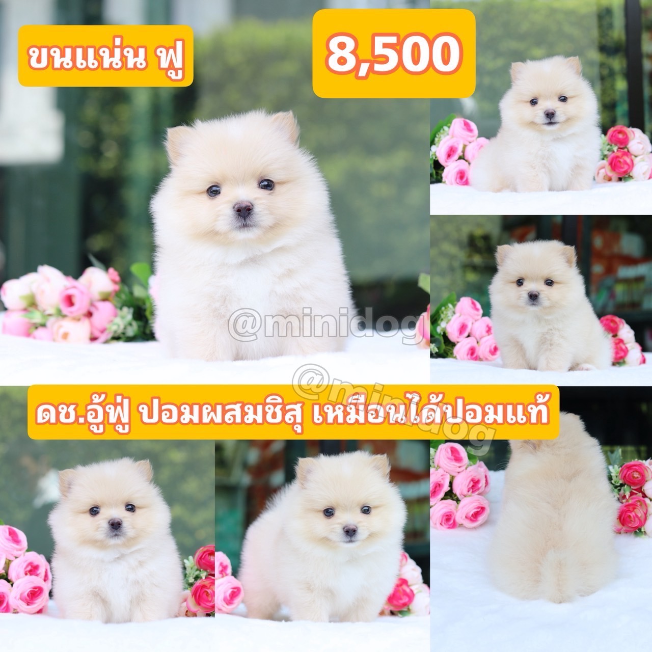 ชิสุผสมปอม