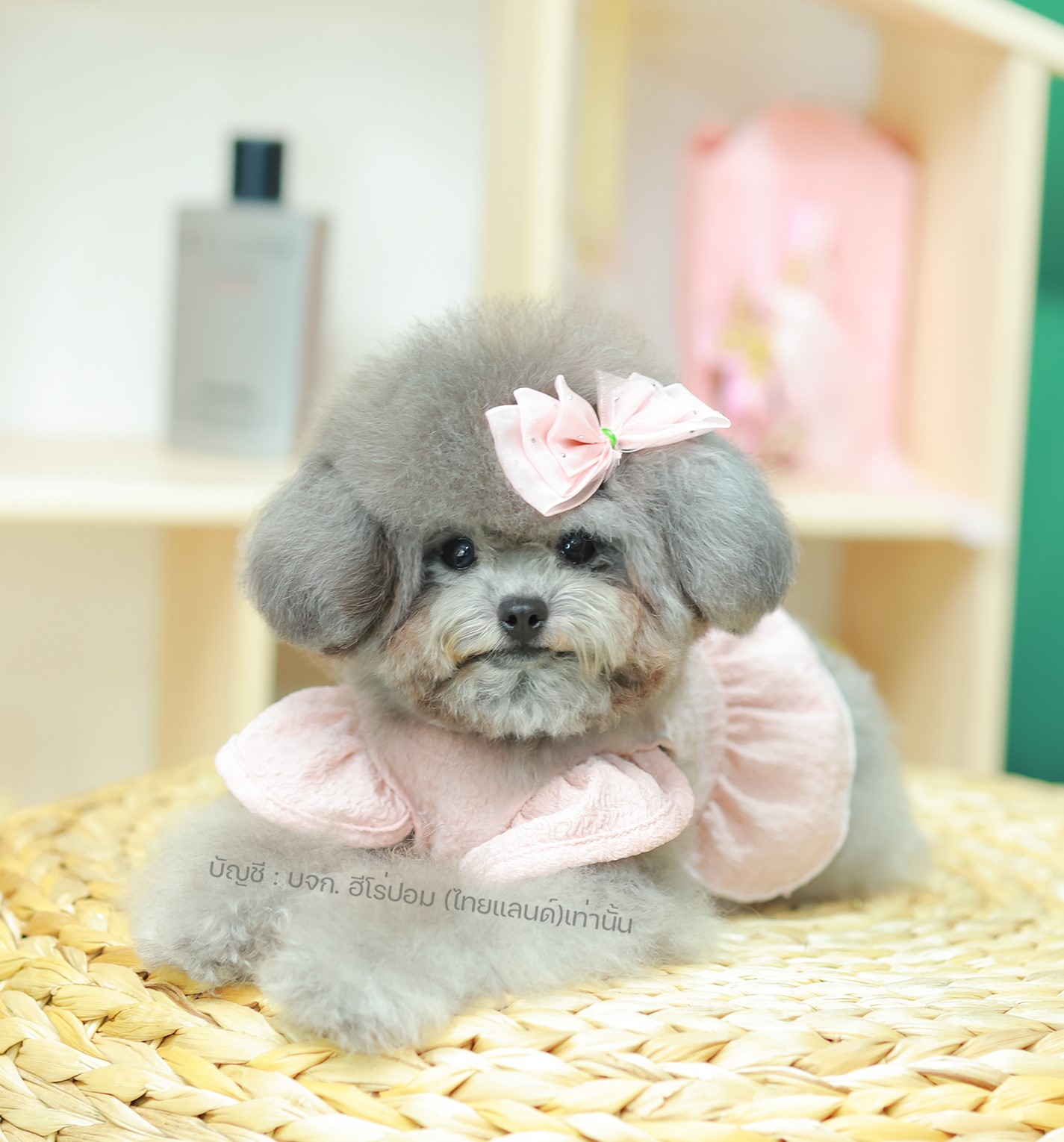 พุดเดิ้ล PDF-35595 เพศหญิง สีเทา อายุ 2 เดือน ตัวเล็ก ขาสั้น หน้าสั้น ขนแน่นฟู