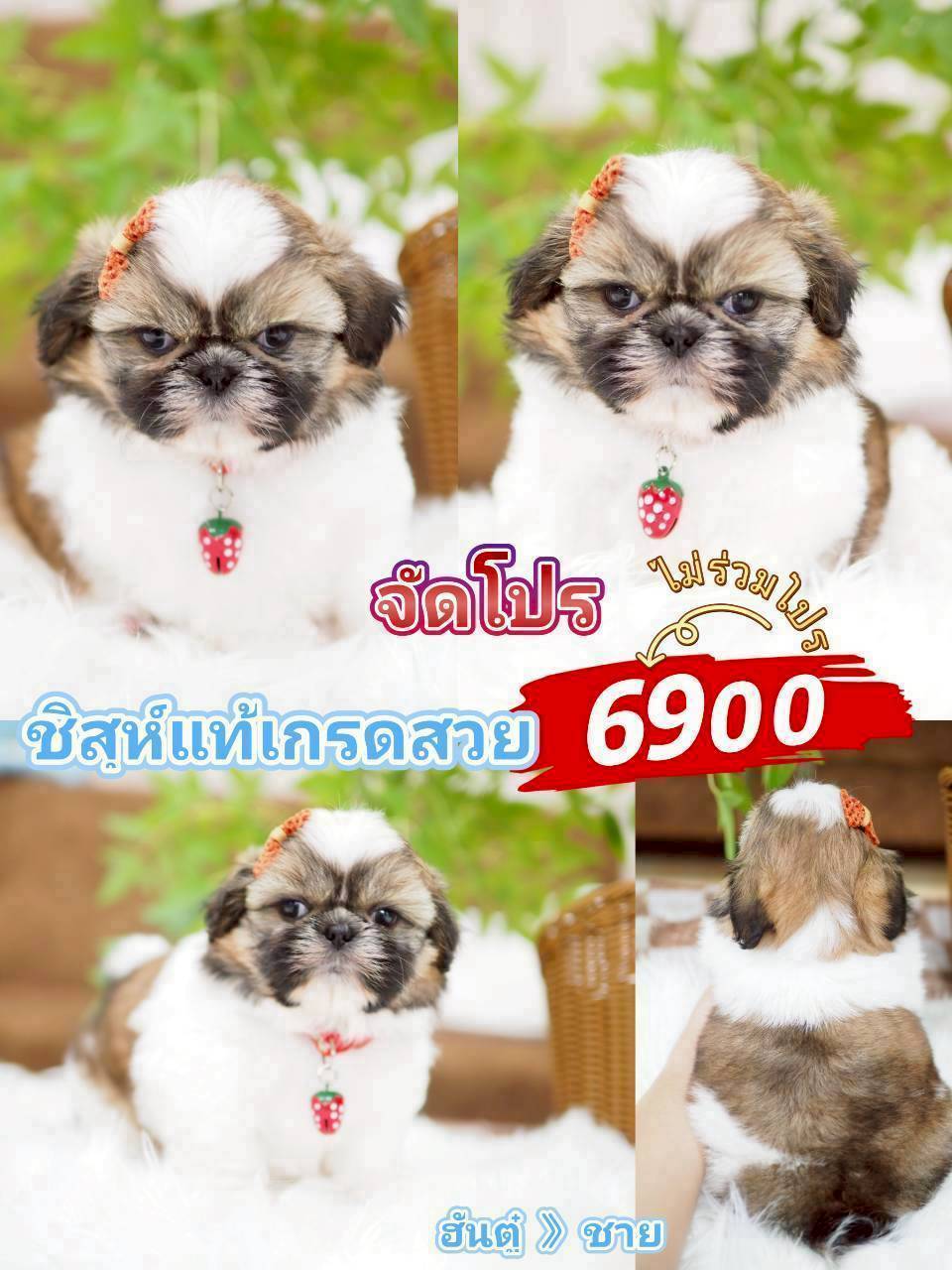 ชิสุแท้