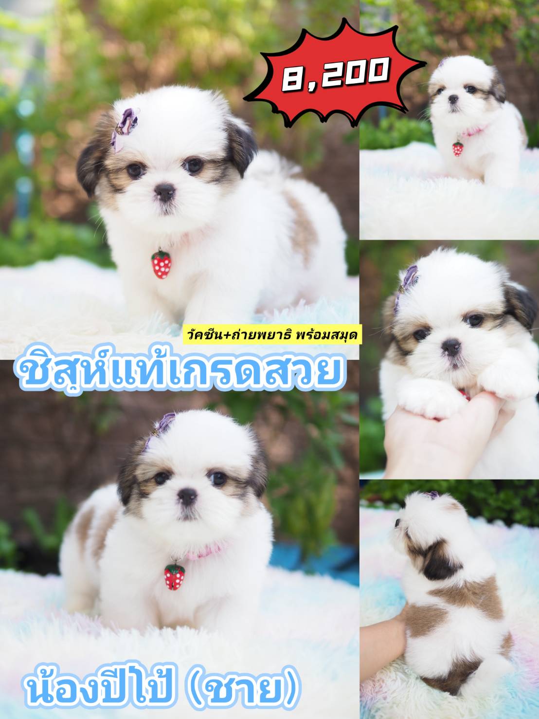 SHIHTZU กิ๊ฟซ่า