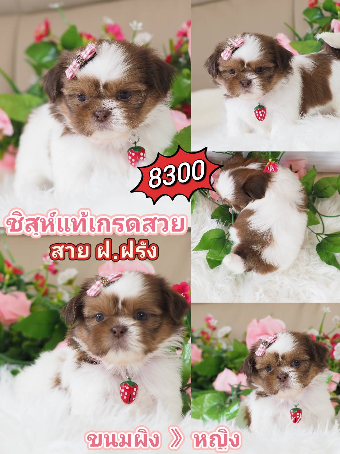 Shihtzu