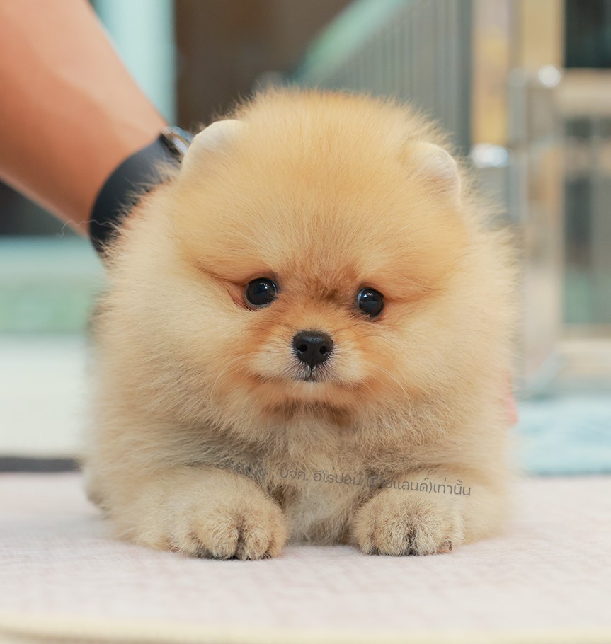 ปอมแท้ ปอมเมอเรเนียน HRF-68171 เพศหญิง สีส้ม อายุ 2 เดือน หน้าตาน่ารัก ขาสั้น ขน...