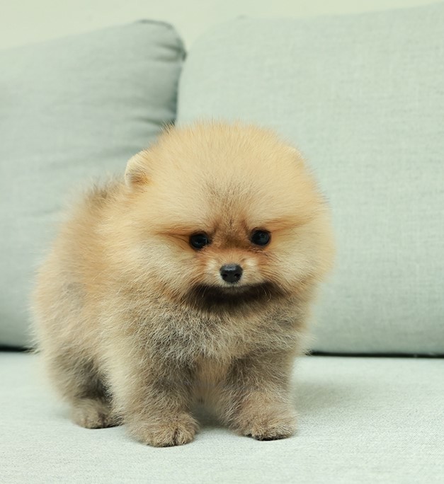 ปอมแท้ ปอมหน้าสั้น HRM-26223 เพศชาย สีส้ม อายุ 2 เดือน  ขาสั้น ขนแน่น หน้าตาน่าร...