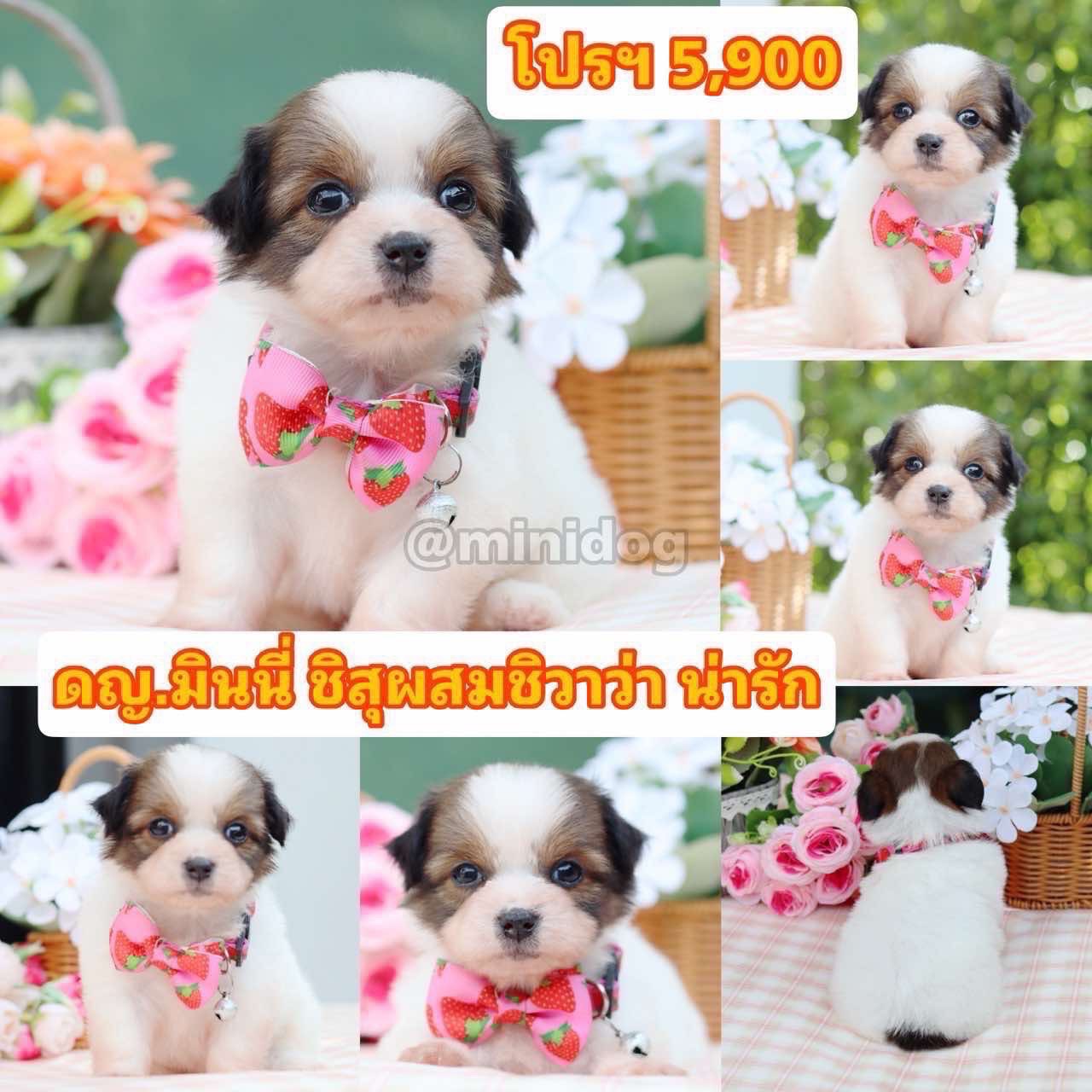 ชิสุชิวาว่า