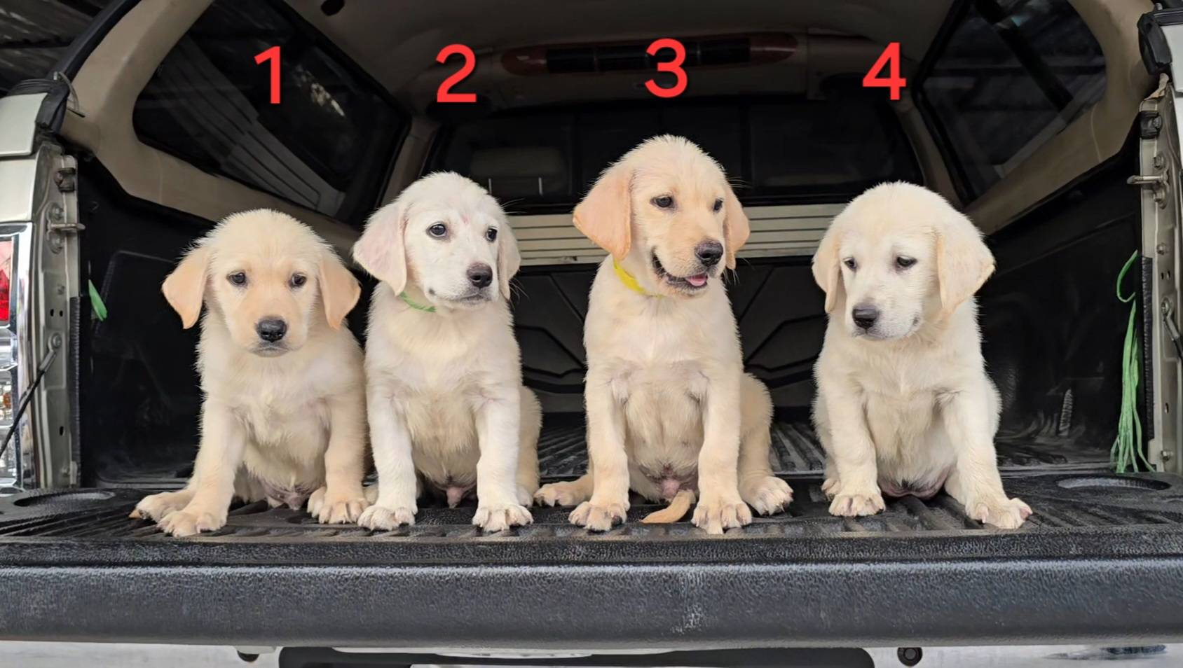 ลูกสุนัขลาบาดอร์ ฉลาด แสนรู้ จาก kankarnclub มีจัดส่งทั่วประเทศ(กันย์เจ้าเก่าครั...