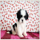 (ปิดการขาย)ด.ญ.ซูก้าร์ สีขาวดำ ตัวแสบประจำคอก ขี้แกล้ง จาก Kibzaa ลดได้/ส่งได้ ค...