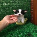 ขิวาวาขนยาว ผ้ 1 เมีย 1 สนใจลดได้คะ