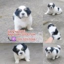 น้องน้ำนม🐶ชิสุแท้เพศเมียมาร์คสวยมีคิ้วน่ารักแข็งแรงรับประกันสุขภาพมีบริก...