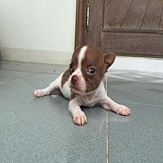 ชิวาวา ขนสั้น สีขาวช้อคโกแลต