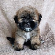 ชิสุผสมปอมidline::happyshihtzu4289