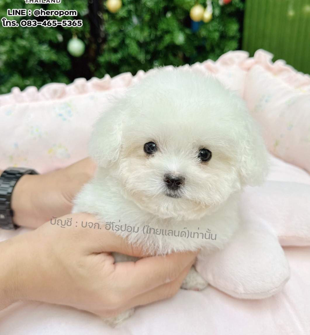 มินิบิชอง BCF-10757 เพศหญิง สีขาว สวยหวานลูกคุณ ตัวเล็ก ขนนุ่ม สายเลือดคุณพ่อคุณ...
