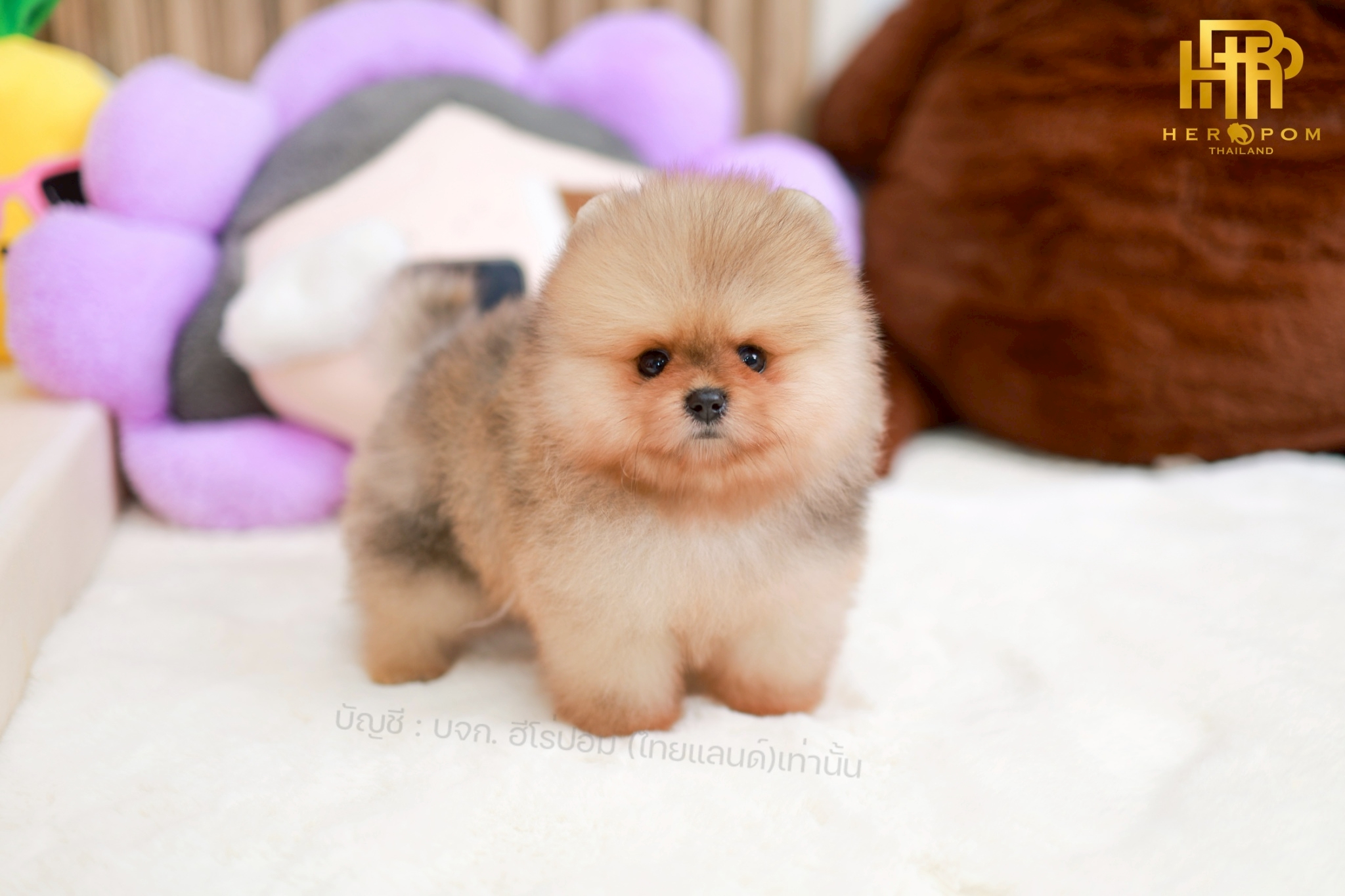 ปอมแท้ ปอมหน้าสั้น HRM-10755 เพศชาย สีเมอ อายุ 2 เดือน น่ารักมาก ๆ ถ่ายรูปแล้วขึ...