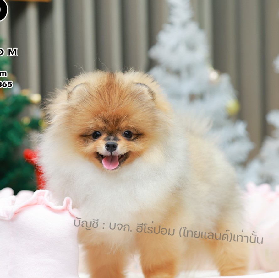 ปอมแท้ ปอมหน้าหมี HRM-68393 เพศชาย สีส้ม ตัวจิ๋วตัวเล็ก แก้มอ้วน น่าฟัดมาก ๆ ตอน...