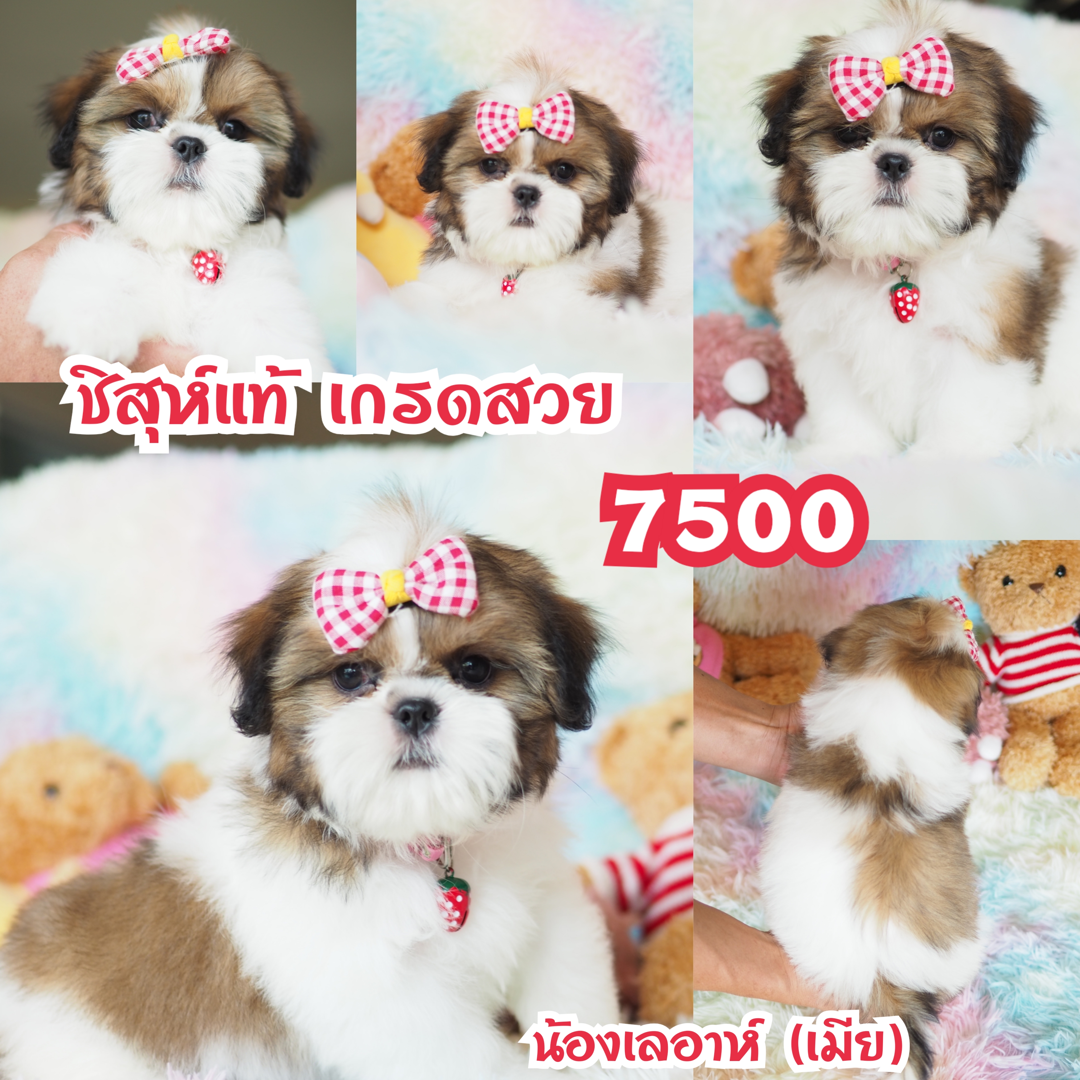 ⛔️กิ๊ฟซ่า มีแต่สวยๆ