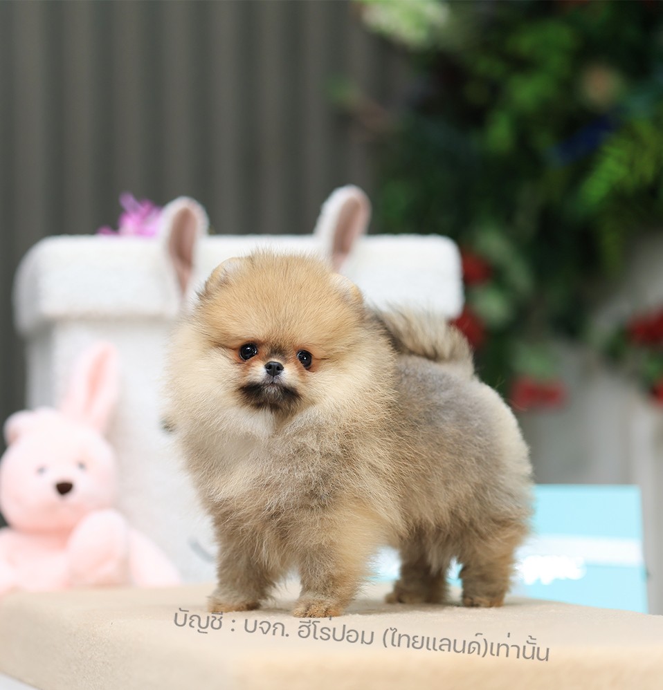 ปอมแท้ ปอมหน้าหมี HRM-10720 เพศชาย สีส้ม อายุ 2 เดือน ขนแน่น ขาใหญ่ กินเก่ง หน้า...