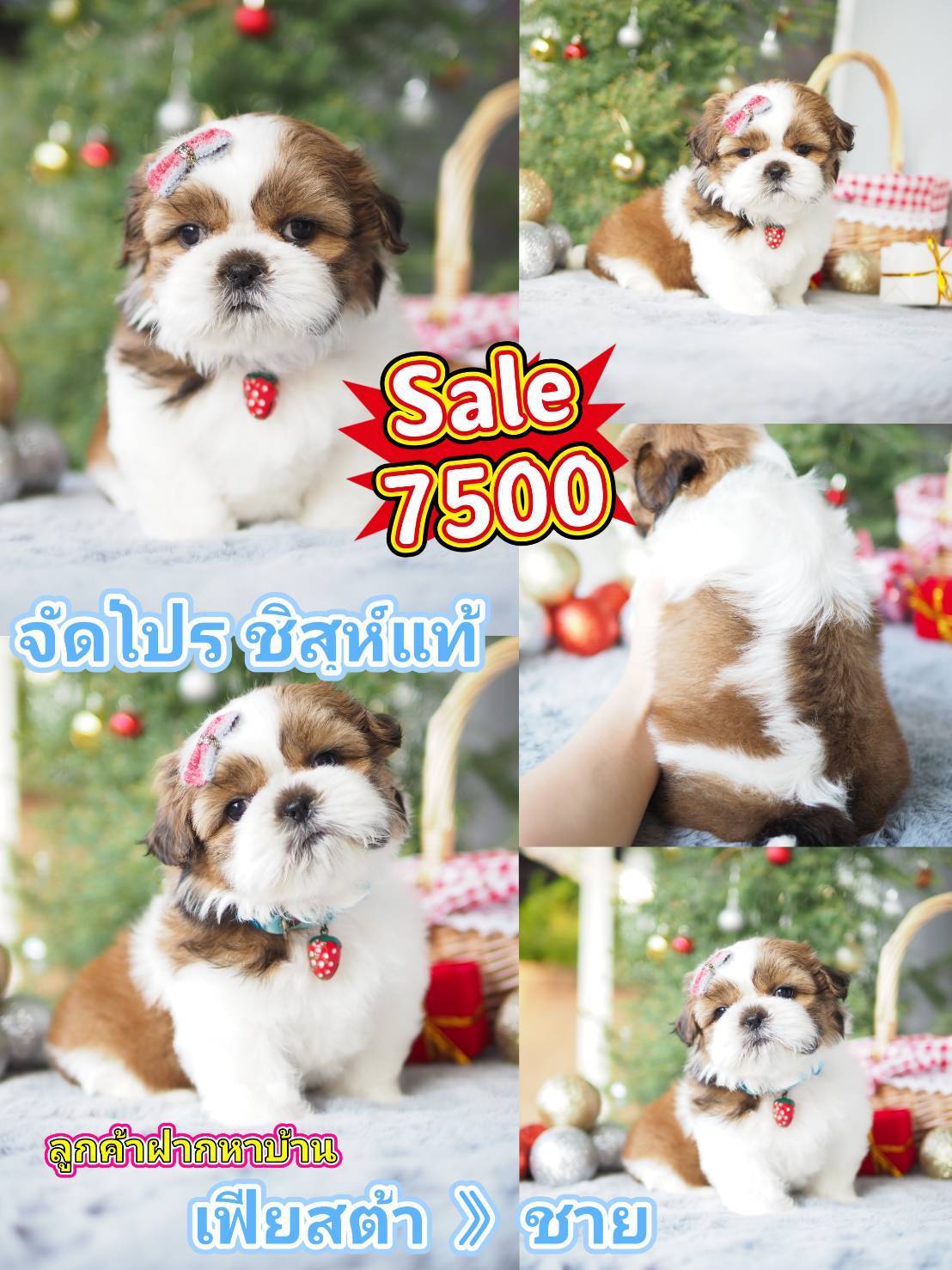 กิ๊ฟซ่าของแท้ @kibzaa เท่านั้น