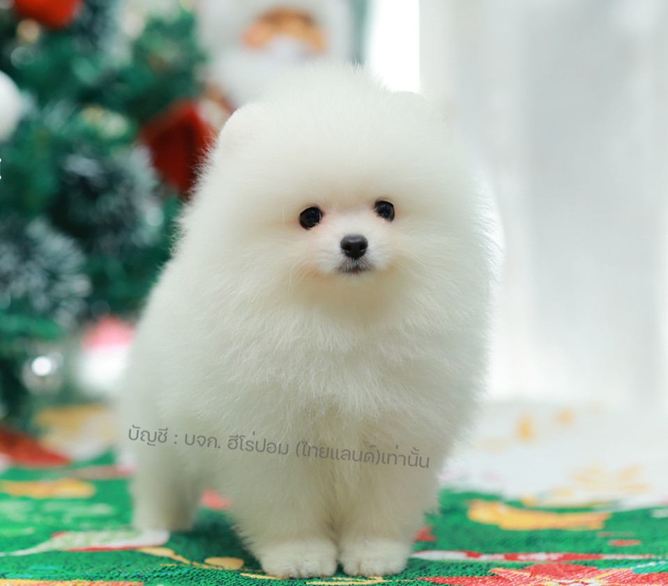 ปอมแท้ ปอมหน้าหมี HRM-10399 เพศชาย สีขาว ตัวจิ๋วตัวเล็ก แก้มอ้วน น่าฟัดมาก ๆ ตอน...