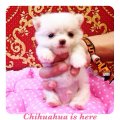 [Chihuahua Is Here] ตุ๊กตาหมี ไซส์ T-Cup สีขาวครีม สไตล์ Hi-So